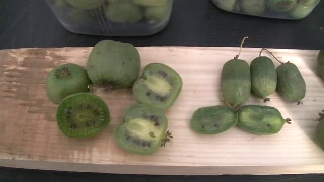 Актинидия аргута сорт Челябинская. смотреть онлайн