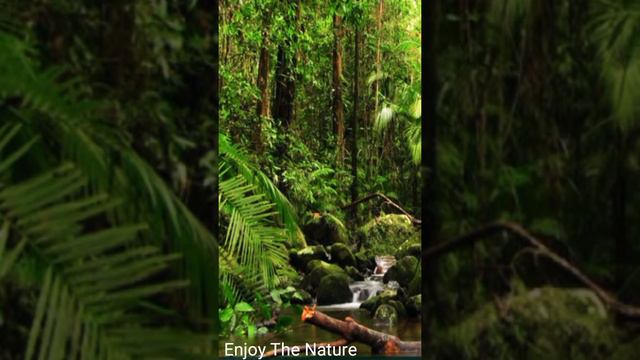 New Natural Music for Soothing soul| New Waterflow Musical Sound| Relaxing Music |Youtube Music 202 смотреть онлайн