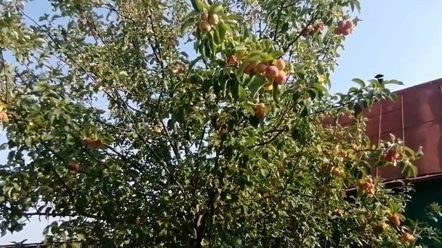 У НАС ГОСТИ/МЫ ПО ГОСТЯМ/СОБРАЛА?КАБАЧКИ. смотреть онлайн