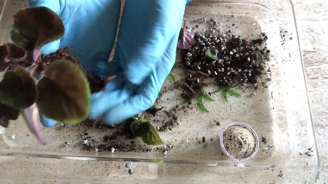 AFRICAN VIOLETS. How to divide two heads foliage. ФИАЛКИ. Как разделить двухголовую фиалку. смотреть онлайн