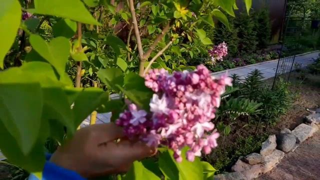 Что украшает сад весной? Мои композиции. смотреть онлайн