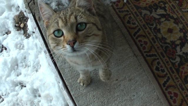 panasonic HDC-SD800 MY FIRST TEST . macska úr смотреть онлайн