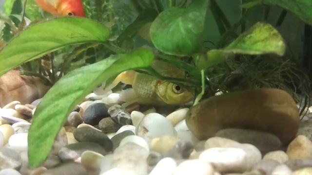 Белый карась в домике смотреть онлайн