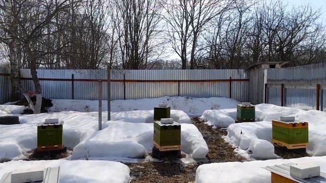 Окончание зимовки👍очистительный облёт пчелы. смотреть онлайн