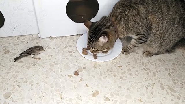 Кот и его друзья воробьи кушают вместе смотреть онлайн