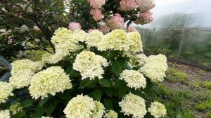 ГОРТЕНЗИЯ LITTLE LIME (ЛИТТЛ ЛАЙМ) - НАХОДКА ДЛЯ НЕВЫСОКИХ ЖИВЫХ ИЗГОРОДЕЙ!