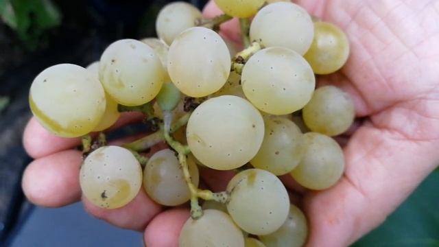 Саженцы винограда Жаворонок Питомник Садоград смотреть онлайн