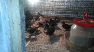 Чем кормить недельных цыплят?