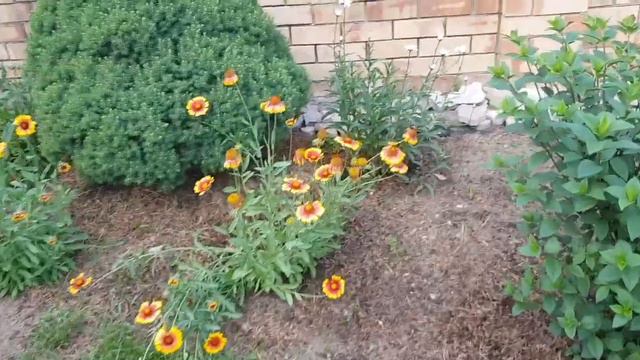 Розы цветут. Подкормка роз. Сорт роз. смотреть онлайн