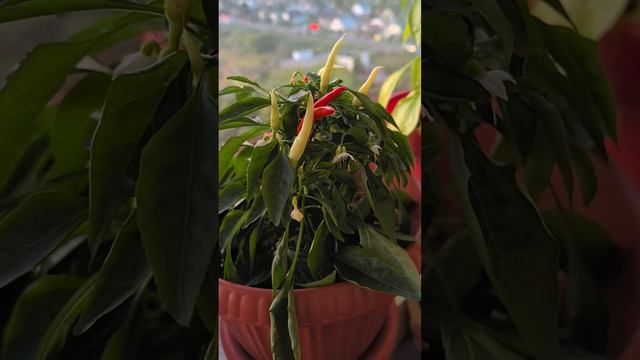 Перчик острый, на балконе #перец #острыйперец #миниперчик #огороднабалконе #садогород смотреть онлайн