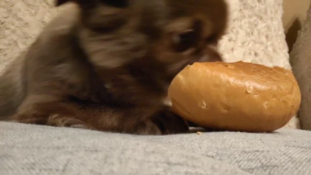 #заведисебесобакуесливжизниодинок #чихуавдоме мои любимые питомцы , вы для меня как лУчик солнца смотреть онлайн