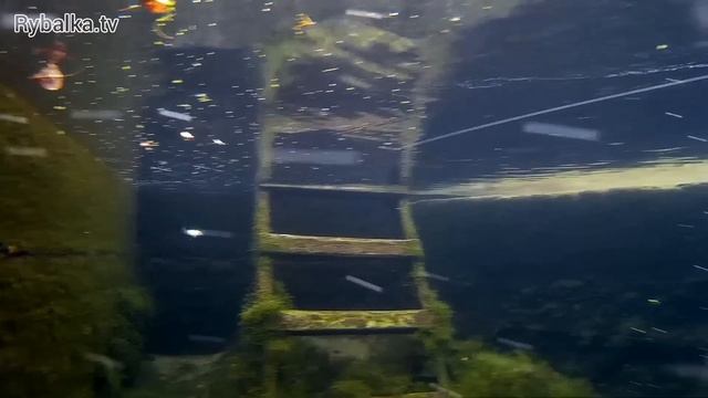 Воблер Pontoon 21 LL Bully Boo. Подводная съемка. Underwater смотреть онлайн
