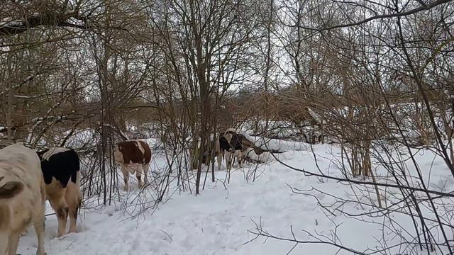 Быки удрали в лес