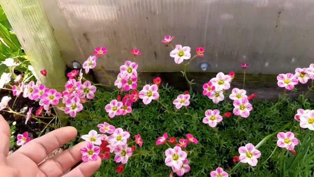 Камнеломка хорошо растёт. Ещё один вид камнеломки. Теневая, сибирская.