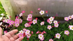 Камнеломка хорошо растёт. Ещё один вид камнеломки. Теневая, сибирская.