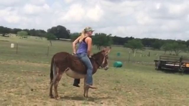 Riding Punkin the donkey смотреть онлайн