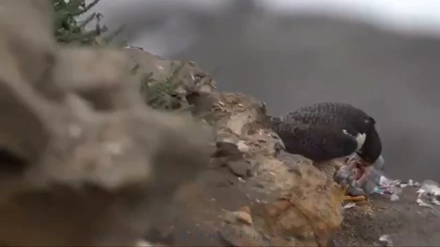 САПСАН СКРЫТЫЕ ФАКТЫ смотреть онлайн