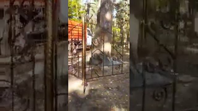 Дерево любви,сосна и дуб живут в обнимку) смотреть онлайн