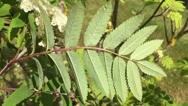 Rowan (Sorbus aucuparia) - underside of leaves - May 2018 смотреть онлайн