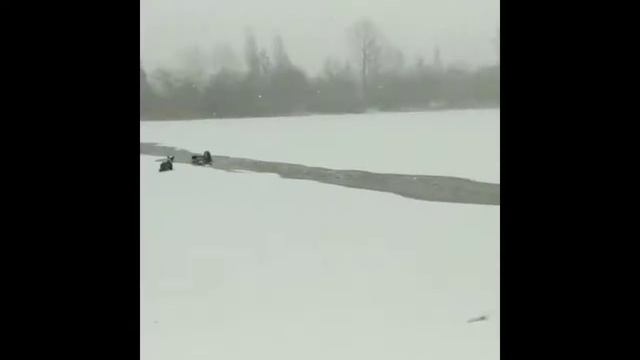 ДЕВУШКА БРОСИЛАСЬ В ЛЕДЯНУЮ ВОДУ, ЧТОБ СПАСТИ СОБАКУ смотреть онлайн