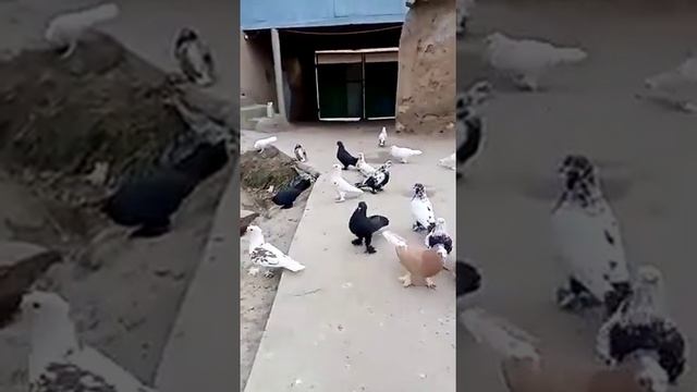 Голуби Широкохвостые Бобочон смотреть онлайн