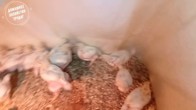 ///21 день КОББ-500 Выращивание бройлера в гараже!/// смотреть онлайн