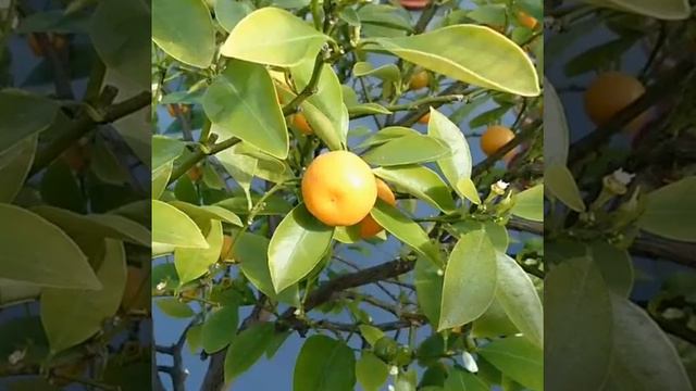 Оранжерее ГМЗ "Петергоф", где зимуют растения смотреть онлайн