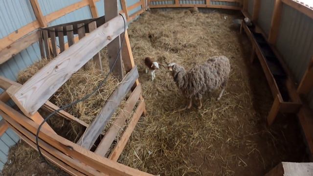 Неожиданное пополнение в хозяйстве . [Жизнь в деревне] смотреть онлайн