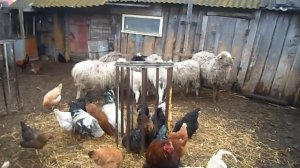 Содержание овец