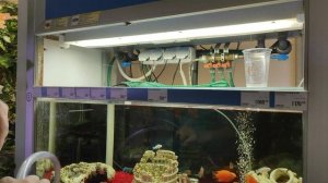 Как пользоваться сифоном для аквариума.