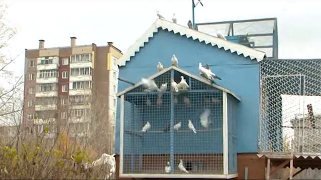 Разведение голубей: какие есть сложности, сколько это стоит и кто этим занимается в Красноярске? смотреть онлайн