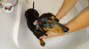 ТАКСА ^ ТАКСЫ ^ ТАКСА * "Стригущий лишай" у ТАКСЫ :(( ТАКСА /болезни, заболевания кожи у ТАКСЫ/!