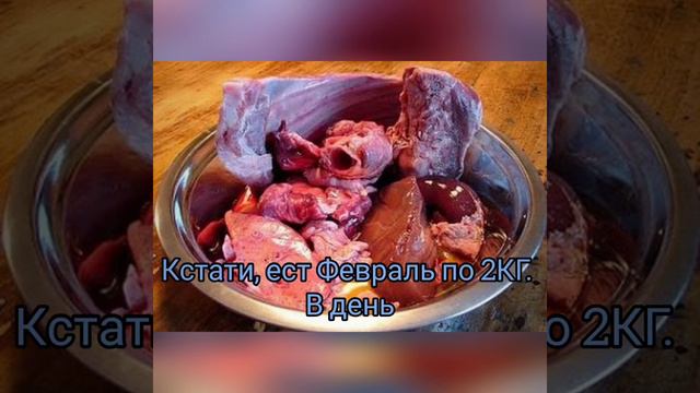 Знакомьтесь волк Февраль смотреть онлайн