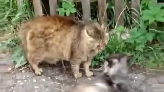 Funny animals video collection top 2019 part 2 Смешные животные видео сборник топ 2019 часть 2 смотреть онлайн