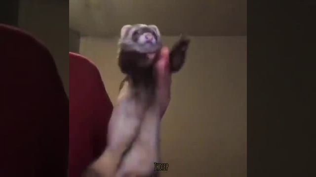 ХАРЕК ТАНЦУЕТ