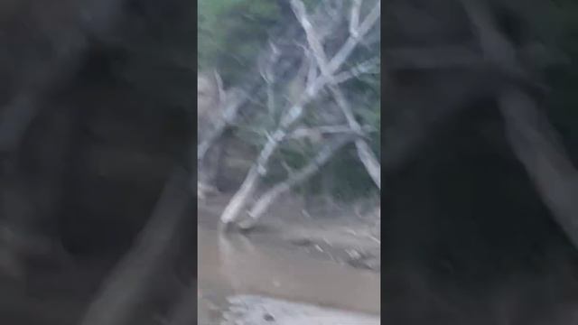 Подход к диким уткам. смотреть онлайн
