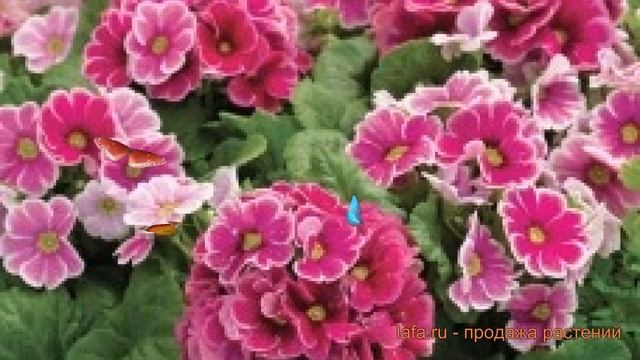 Примула махровая Пинк Роуз Шейдес ? обзор: как сажать, семена примулы Пинк Роуз Шейдес смотреть онлайн