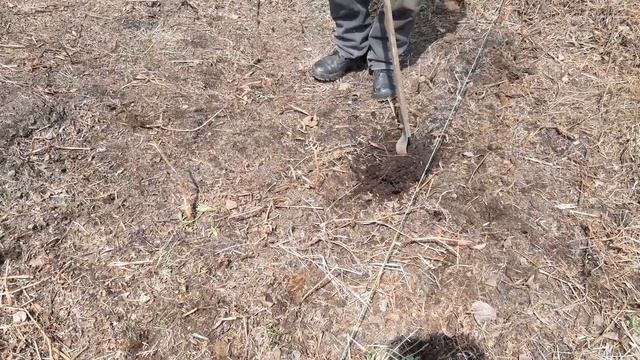 Посадка картофеля в дернину смотреть онлайн