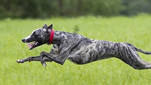 10 Amazing facts from your dog that you didn't know! смотреть онлайн