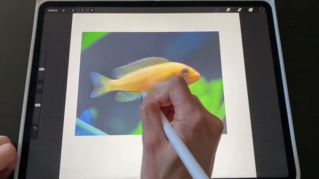 Tracing a photo in Procreate (how To step by step Tutorial) смотреть онлайн