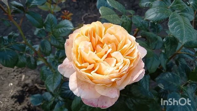 Caramel Antike Kordes Германия, 1997 Срезочные смотреть онлайн