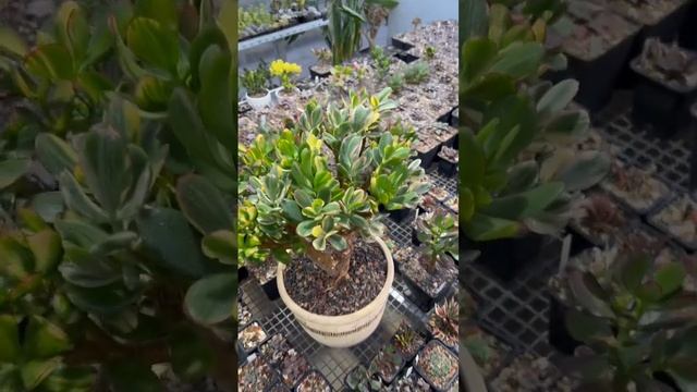 РЕДКОЕ ДЕНЕЖНОЕ ДЕРЕВО КРАССУЛА МУЛЬТИКОЛОР ПРИВИВКА НЕСКОЛЬКИХ СОРТОВ ТОЛСТЯНКИ НА ОДИН СТВОЛ смотреть онлайн