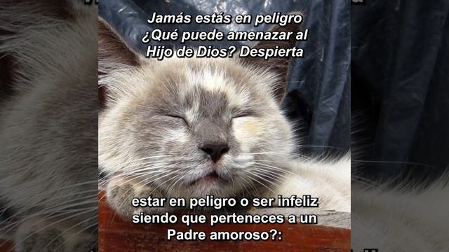 Jamás estás en peligro ¿Qué puede amenazar al Hijo de Dios? Despierta смотреть онлайн