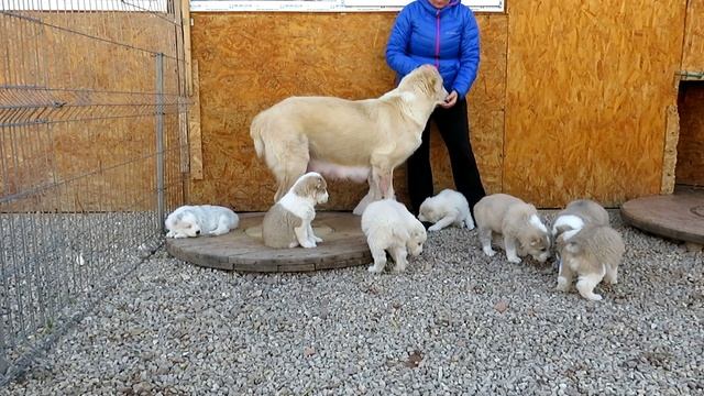 Алабаи Крыма | Лучше горькая правда, чем сладкая ложь смотреть онлайн