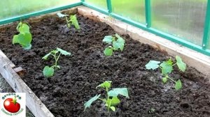 В каком возрасте высаживать рассаду огурцо