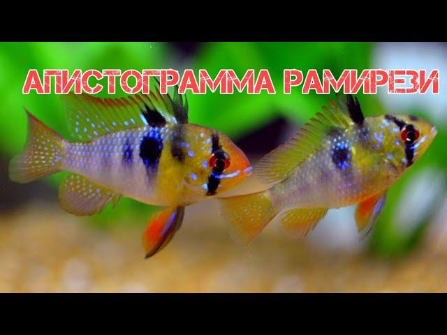 АПИСТОГРАММА РАМИРЕЗИ. СОДЕРЖАНИЕ В АКВАРИУМЕ смотреть онлайн