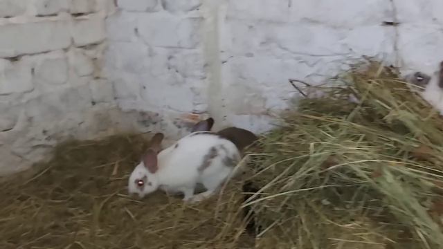 Что с огурцами?!!! Пристроили ещё одну!!!! смотреть онлайн