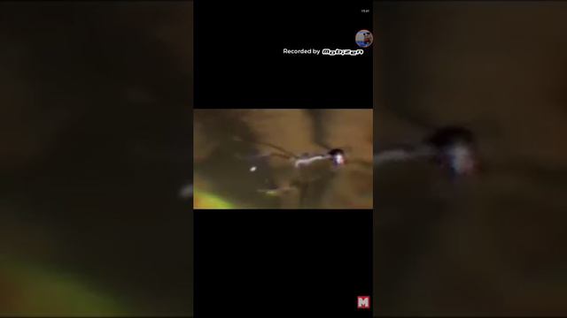 Насекомые не такие как мы их знаем смотреть онлайн
