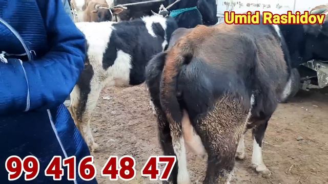 SOG'IN VA BUG'OZ SIGIRLAR NARXLARI ZANG MOLBOZOR 11.02.2023