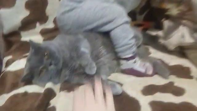 Флегматичный кот смотреть онлайн